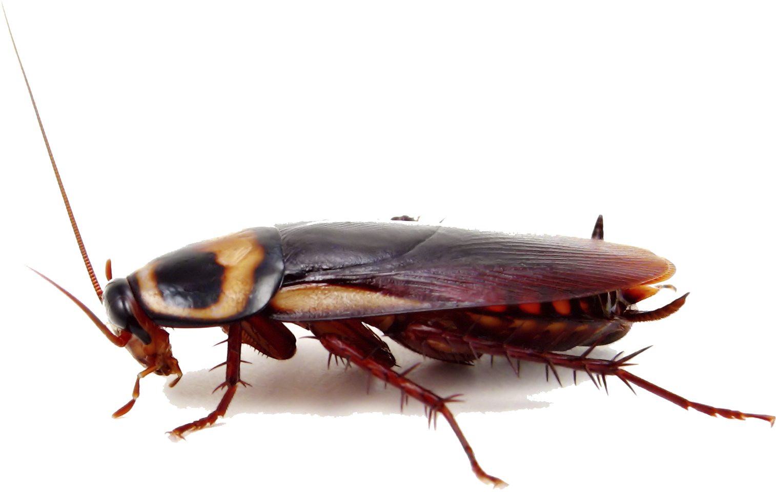 Close Up Cockroach Transparent Background PNG Image