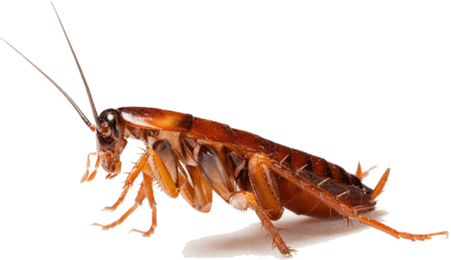 Close Up Cockroach Transparent Background PNG Image