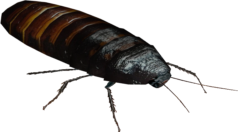 Close Up Cockroach Transparent Background PNG Image