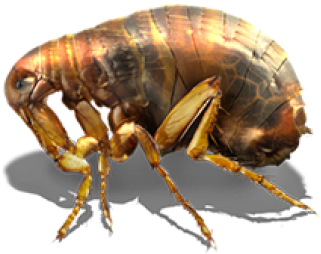 Close Up Flea Image PNG Image