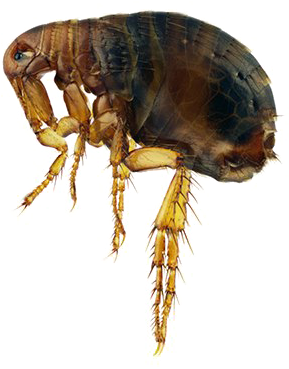 Close Up Flea Transparent Background.png PNG Image