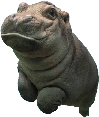 Close Up Hippo Portrait PNG Image