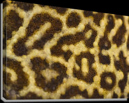 Close Up Leopard Skin Pattern PNG Image