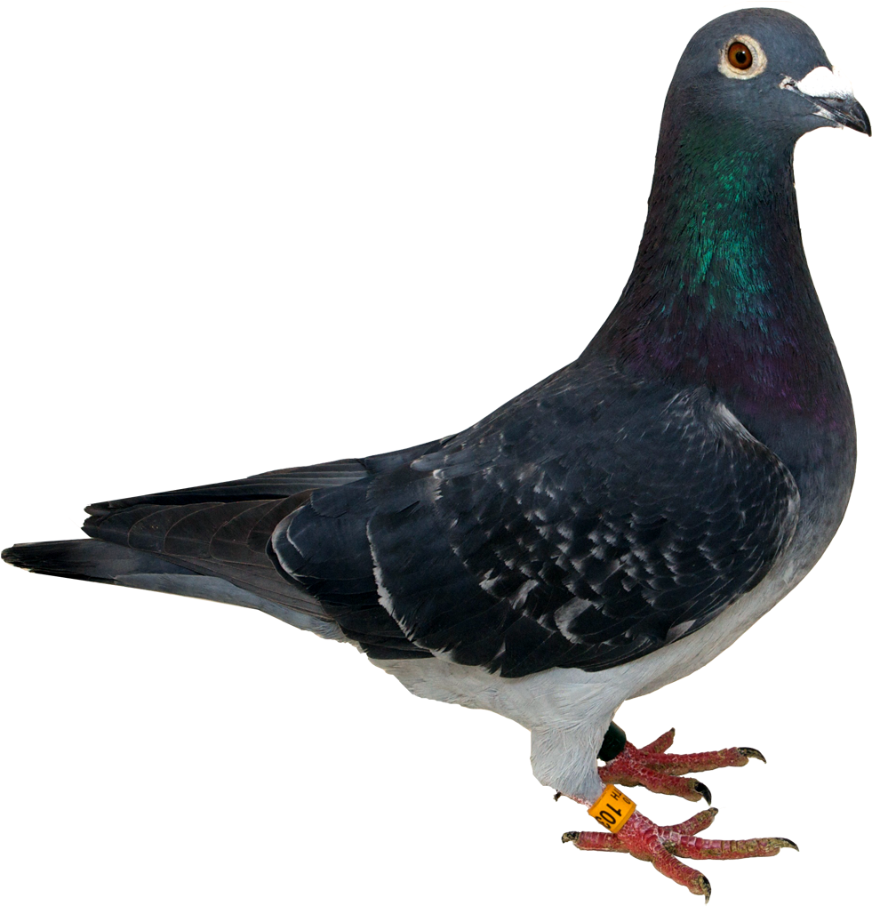 Close Up Portraitofa Pigeon PNG Image