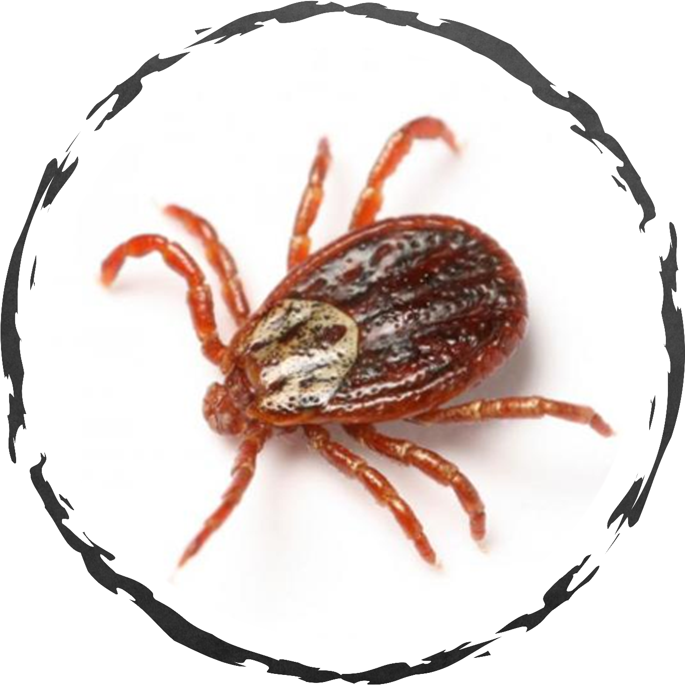 Close Up Tick Isolated PNG Image