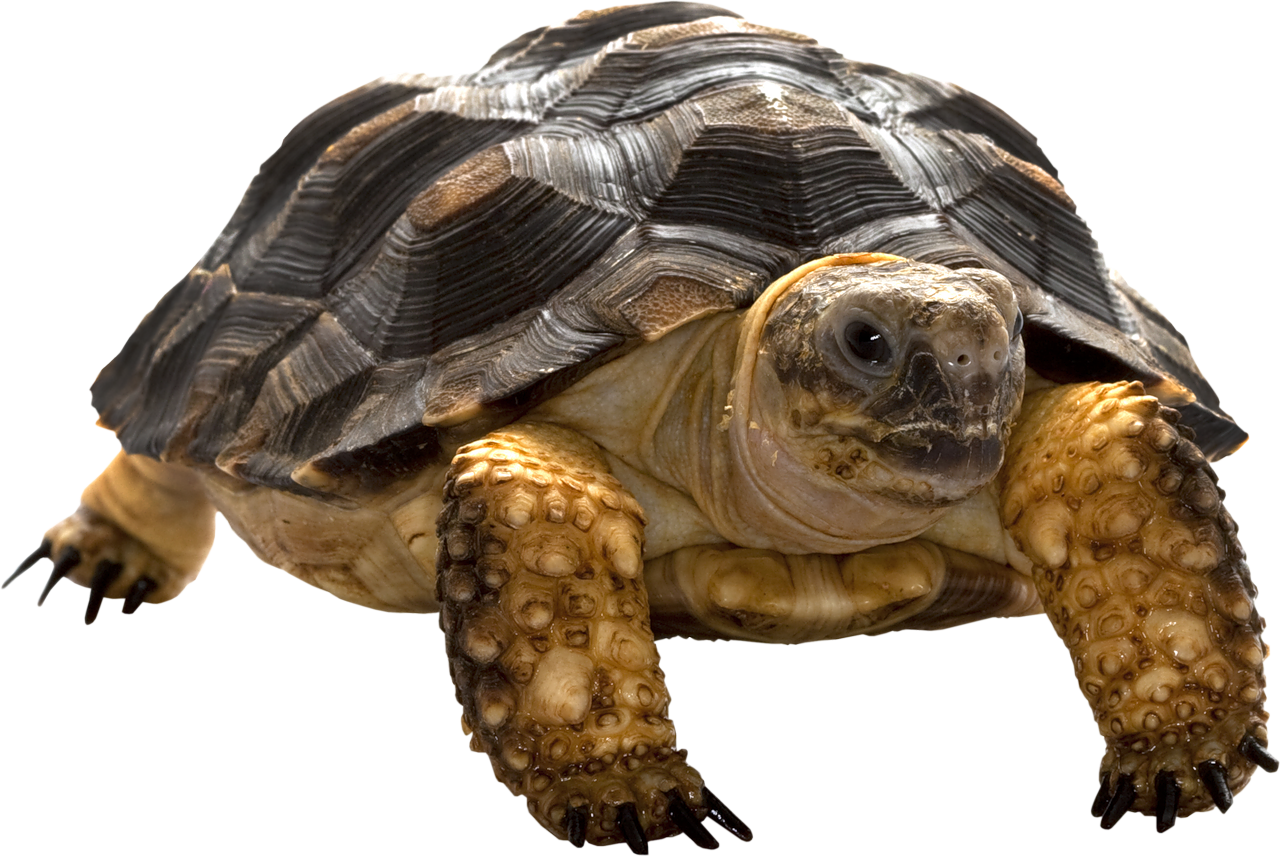 Close Up Tortoise Isolated Background.png PNG Image