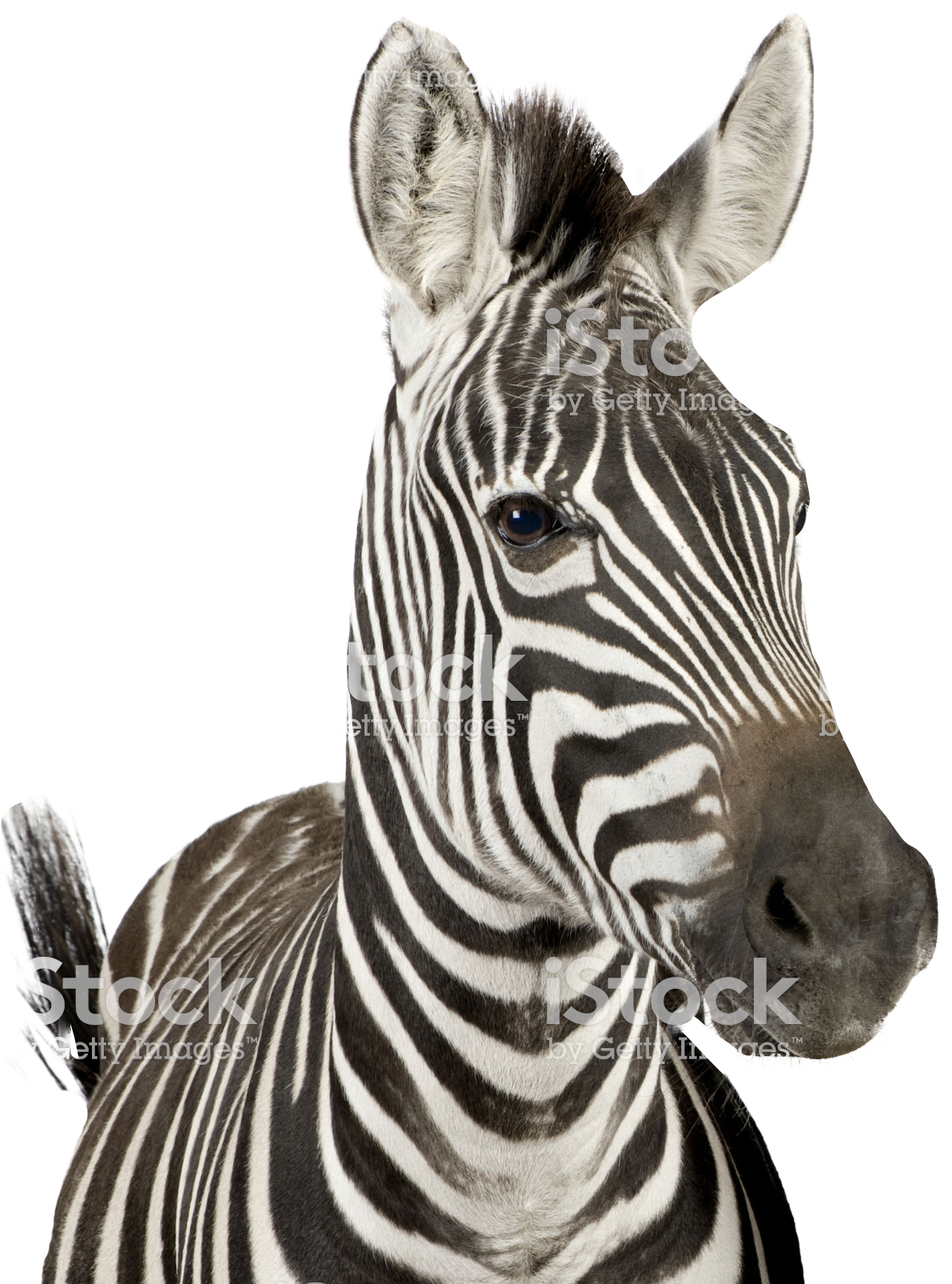 Close Up Zebra Portrait PNG Image