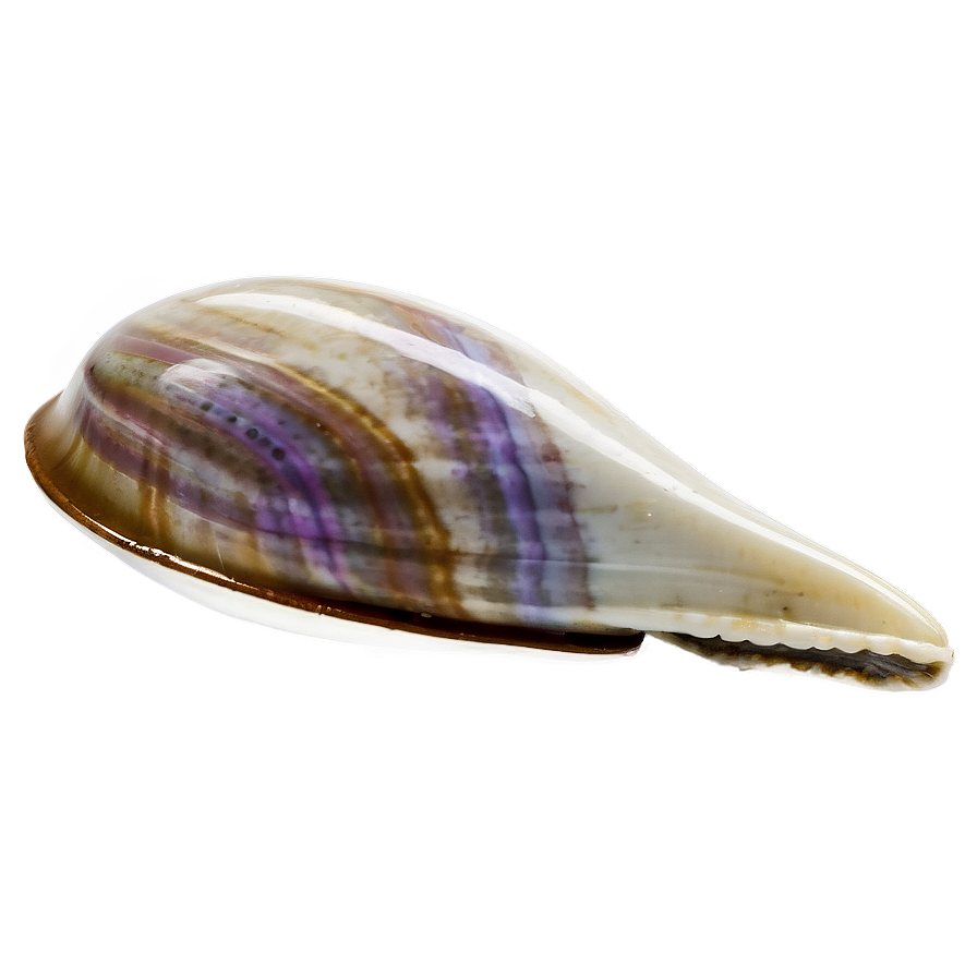 Closed Clam Shell Png 05242024 PNG Image