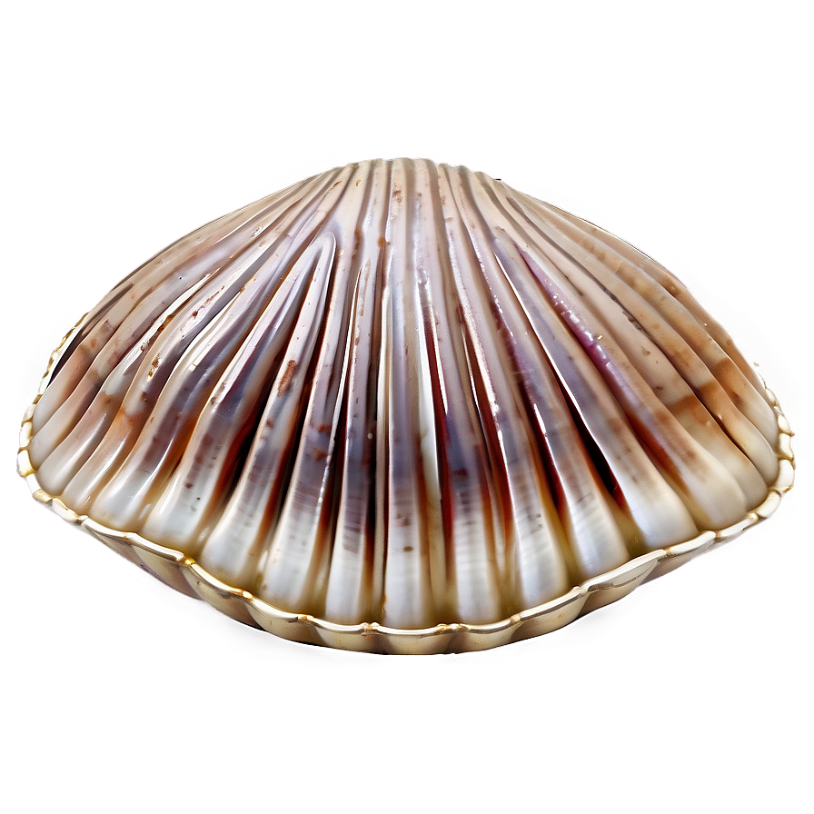 Closed Clam Shell Png 05242024 PNG Image