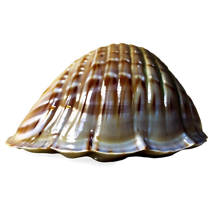 Closed Clam Shell Png Dij32 PNG Image