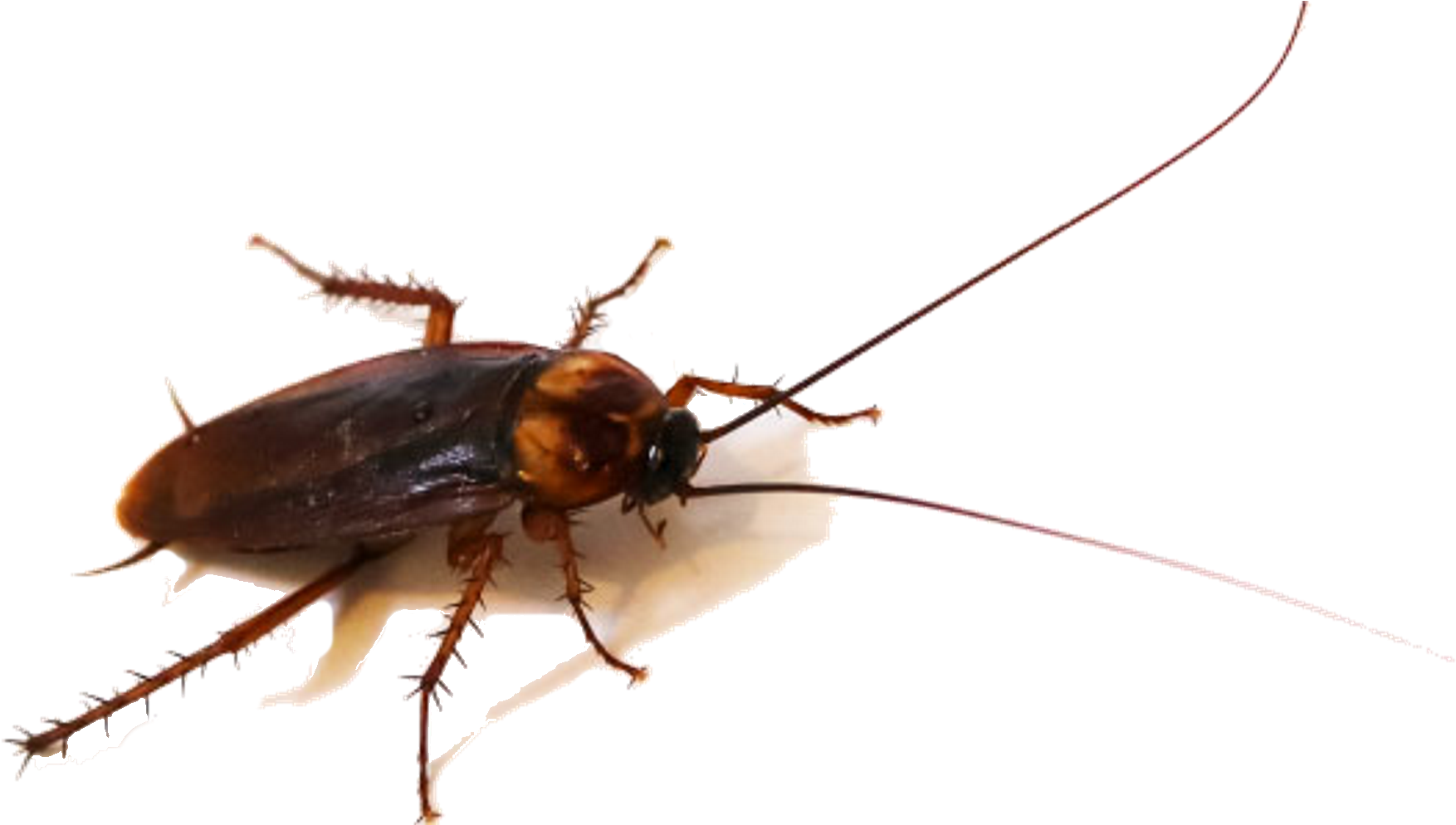 Closeup Cockroach Transparent Background PNG Image