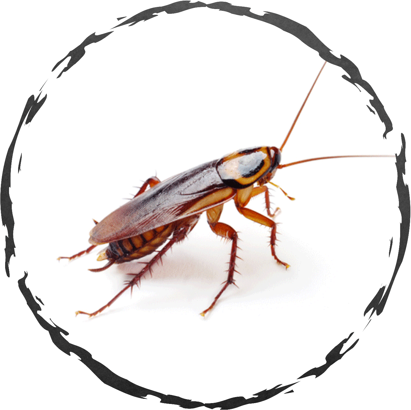 Closeup Cockroach Transparent Background PNG Image