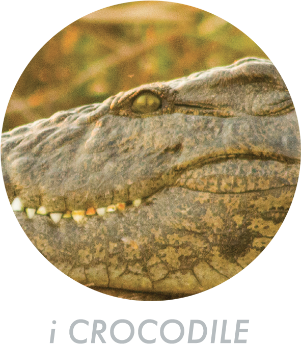 Closeup Crocodile Eyeand Teeth PNG Image