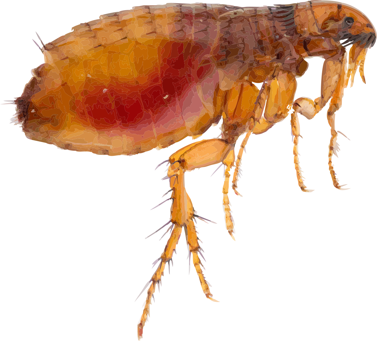 Closeup Flea Illustration.png PNG Image