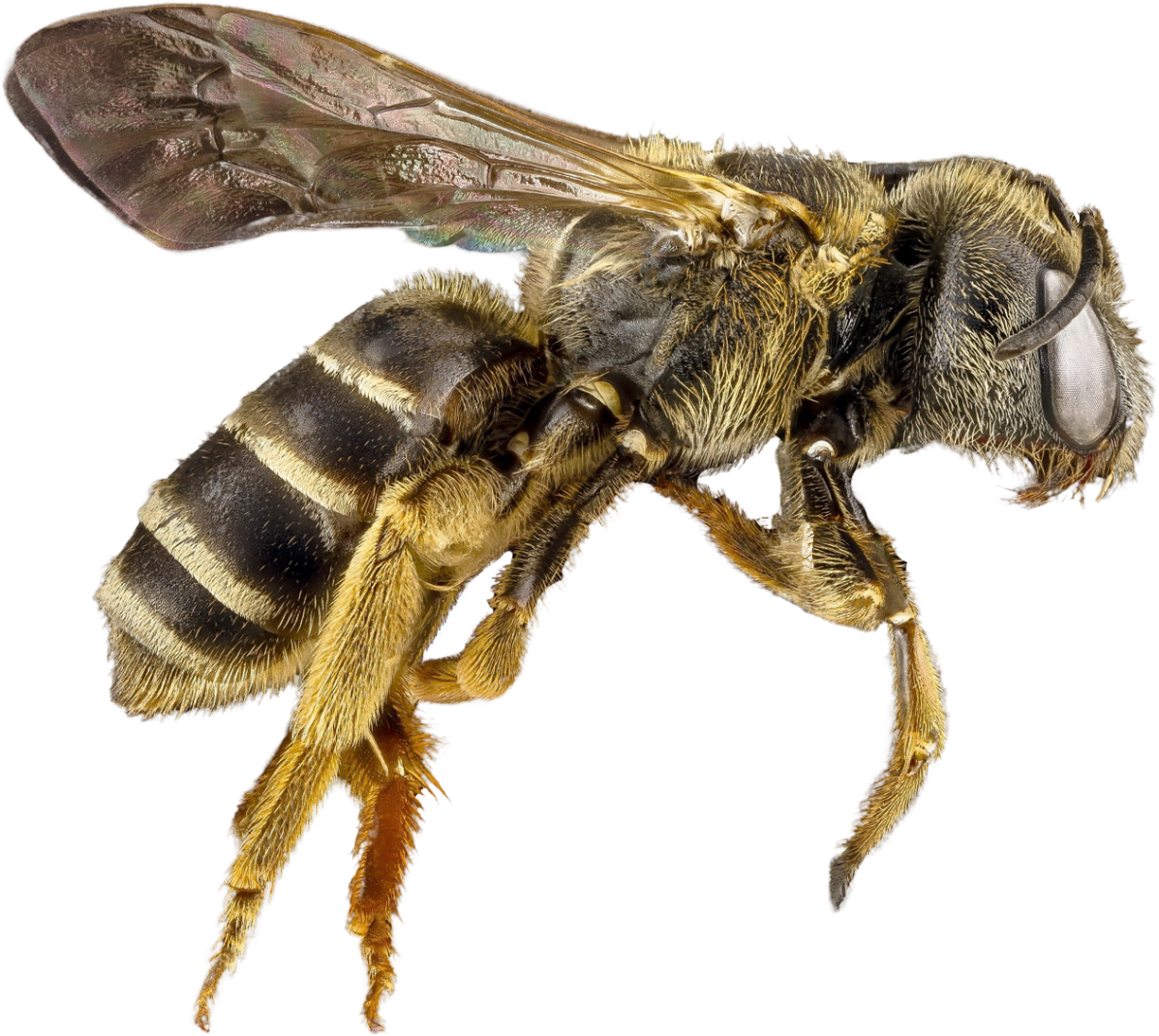 Closeup Honey Bee Transparent Background.png PNG Image