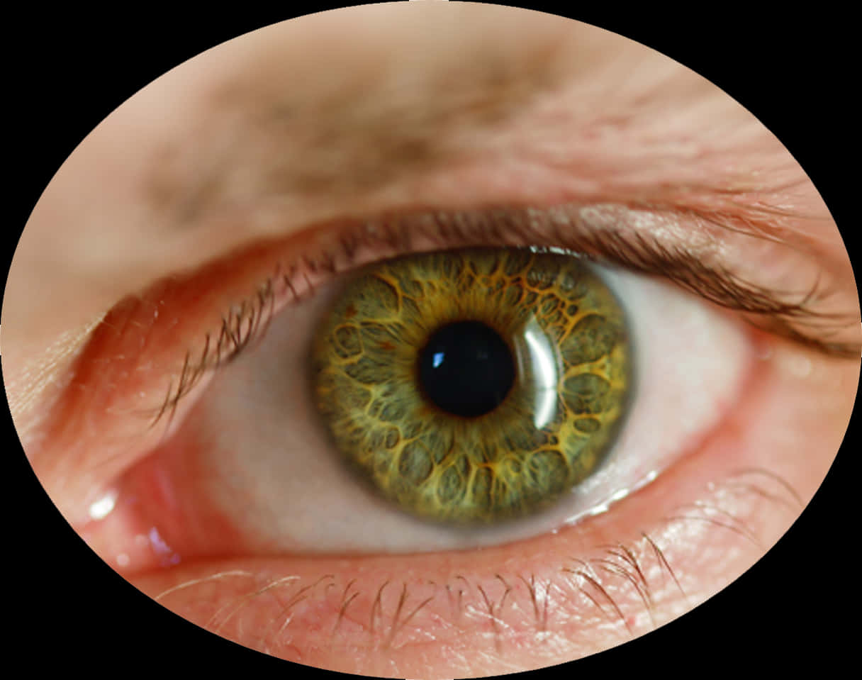 Closeup Human Eye Detail PNG Image