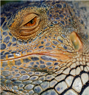 Closeup Iguana Eyeand Skin Texture.jpg PNG Image