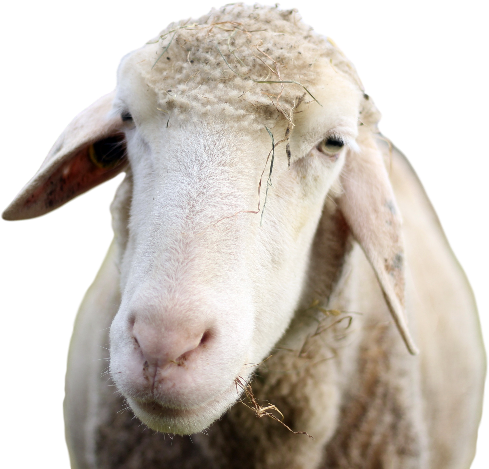 Closeup Portraitofa Sheep PNG Image