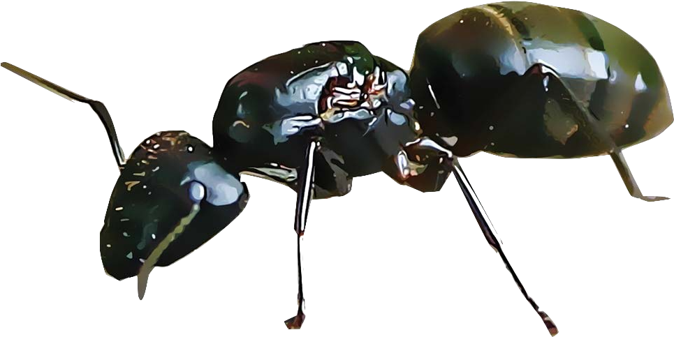 Closeupof Carpenter Ant PNG Image