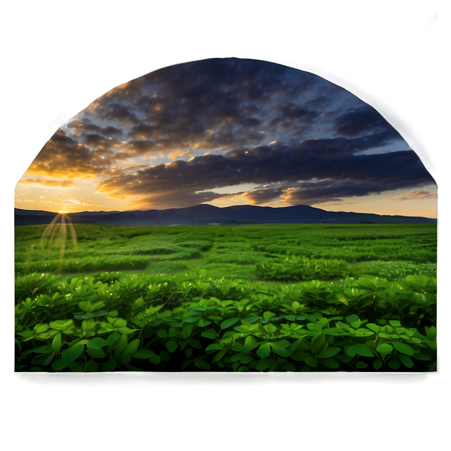 Clover Field Sunset Png Ypg62 PNG Image