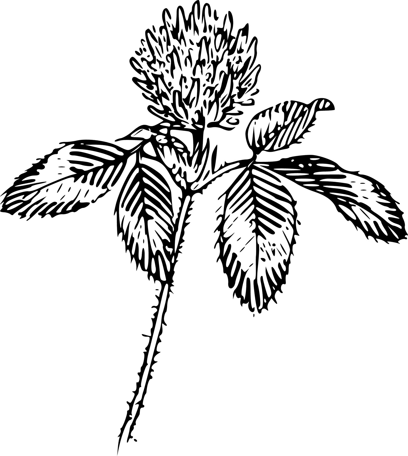 Clover_ Flower_ Sketch_ Outline.png PNG Image