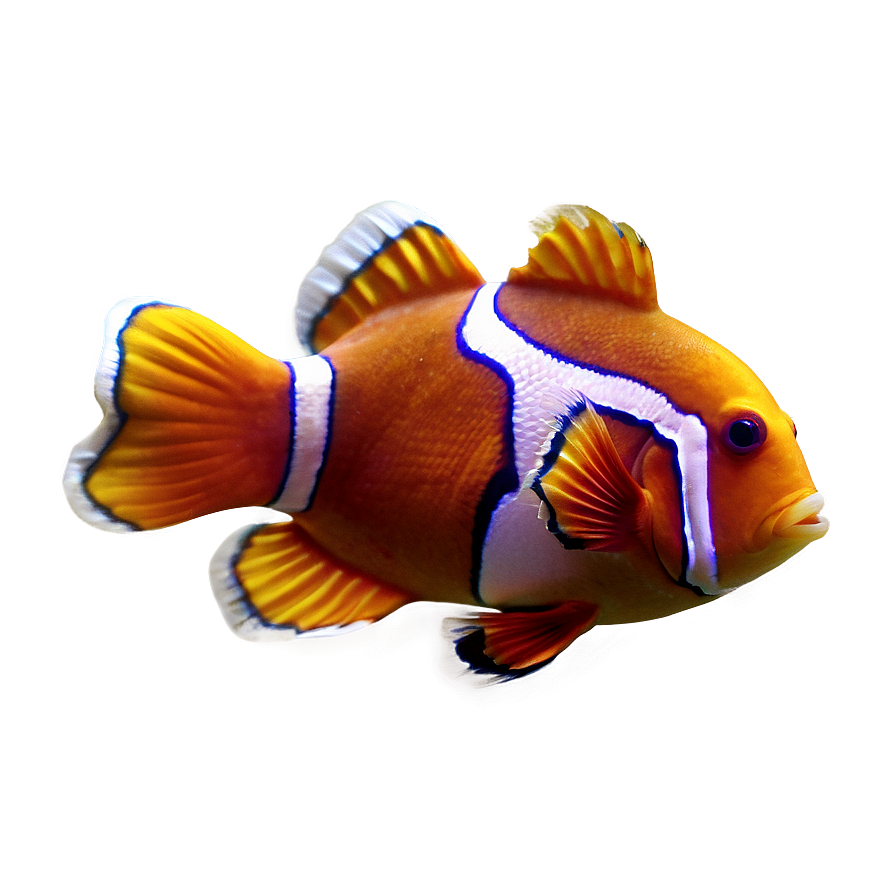 Clown Fish Transparent Png 05262024 PNG Image