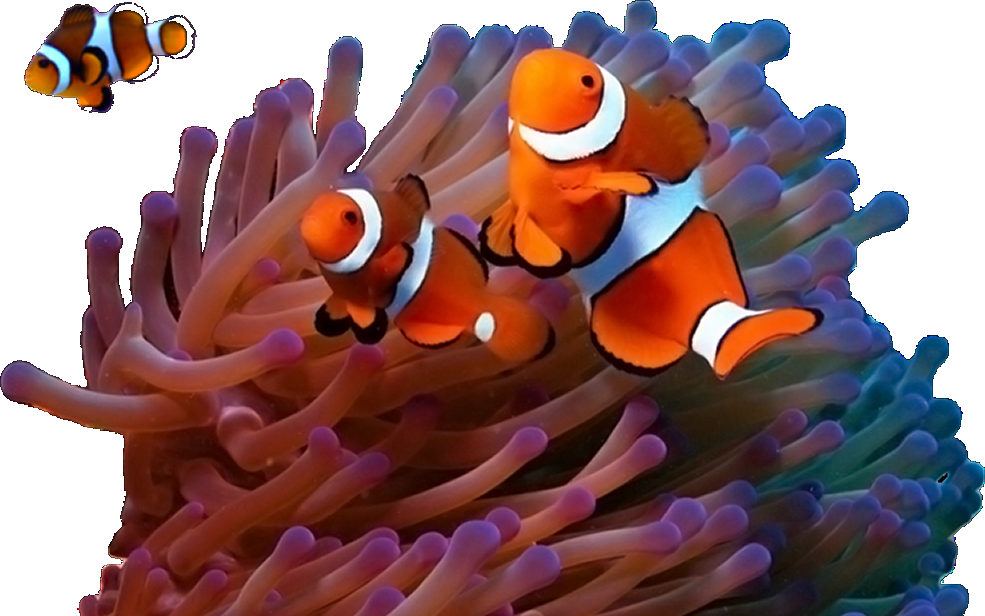 Clownfish Amidst Anemone PNG Image