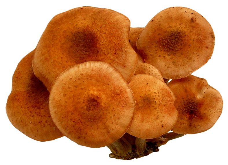 Clustered Brown Mushrooms.png PNG Image