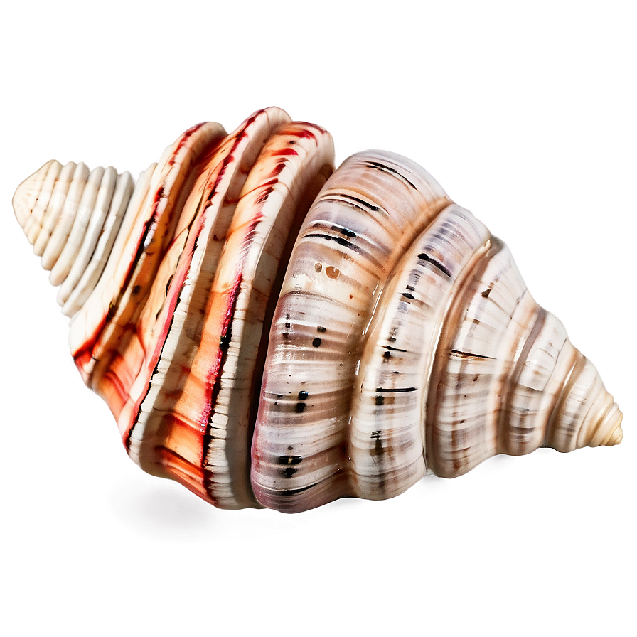 Coastal Conch Shell Decoration Png Gdr PNG Image