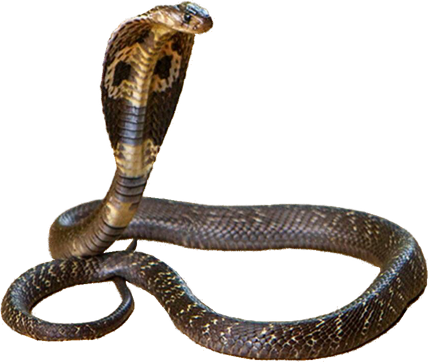 Cobra Snake Displaying Hood PNG Image