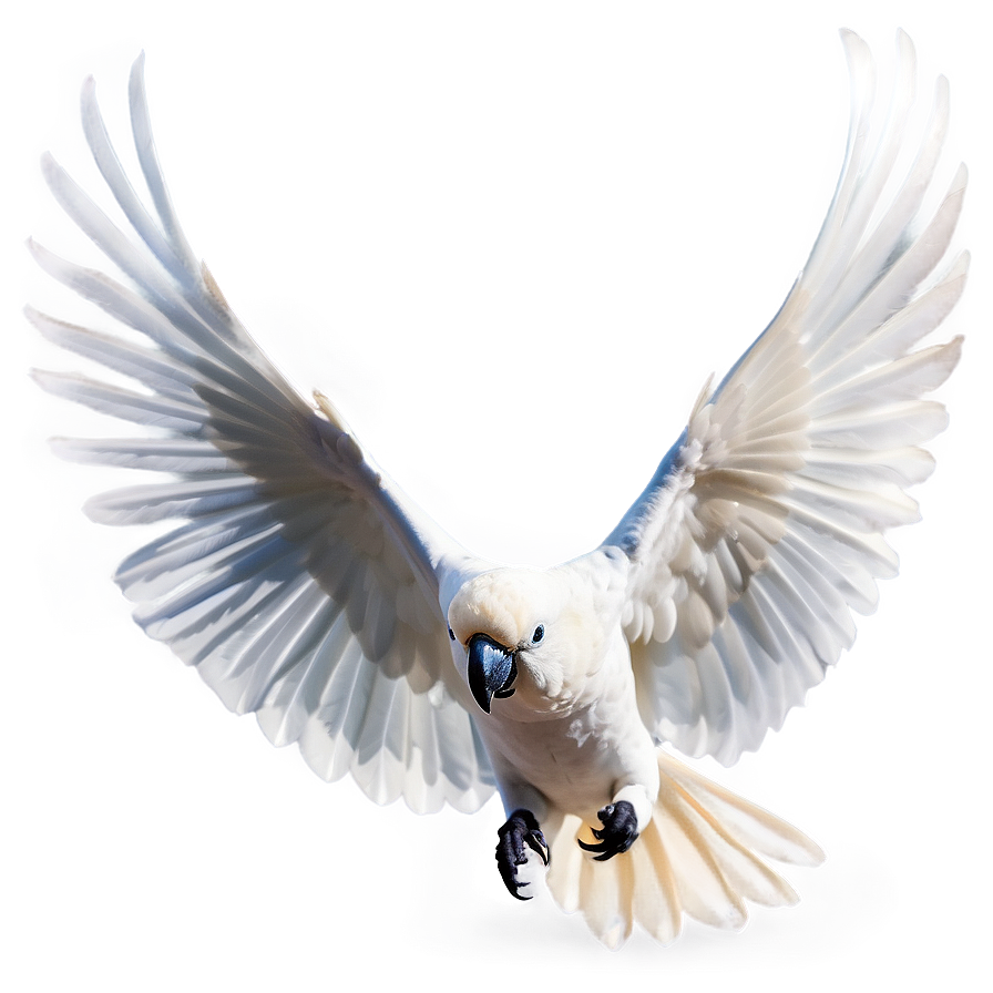 Cockatoo Bird White Png Onk PNG Image