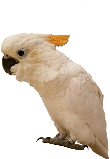 Cockatoo Profile Pose PNG Image