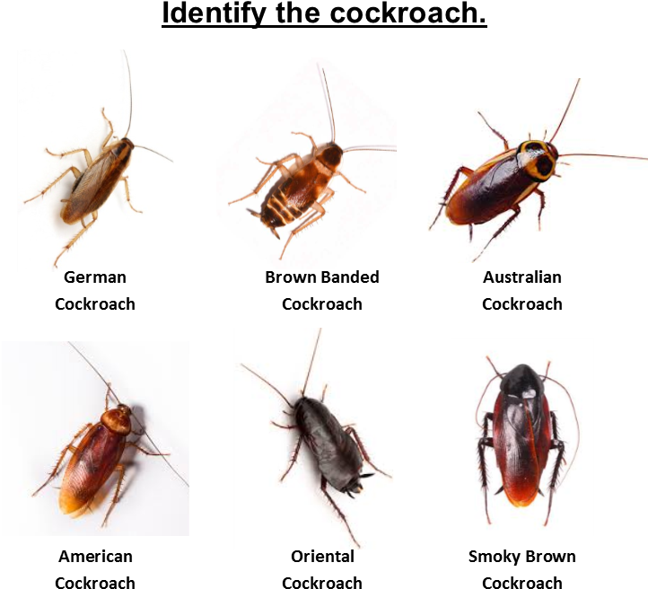 Cockroach Identification Chart PNG Image