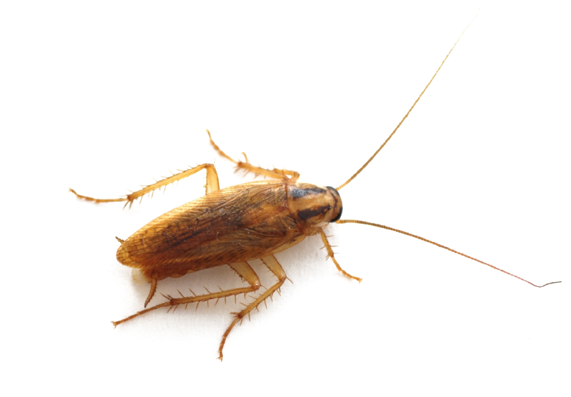 Cockroach Transparent Background.png PNG Image