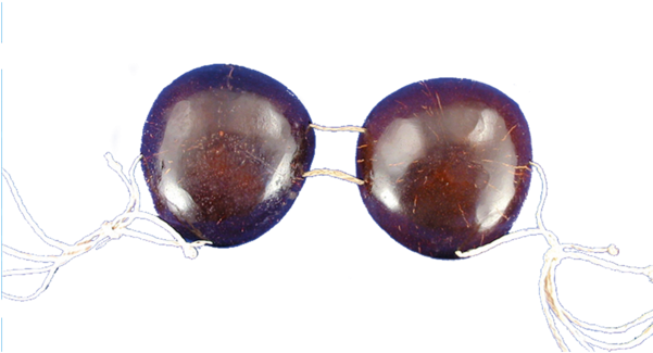 Coconut Shell Sunglasses PNG Image