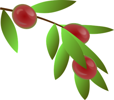 Coffee Cherries Illustration PNG Image