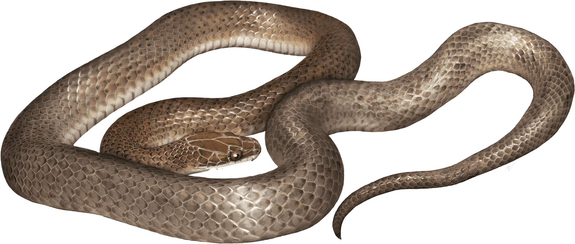 Coiled Brown Cobra.png PNG Image