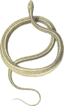 Coiled Snake Graphic PNG Image