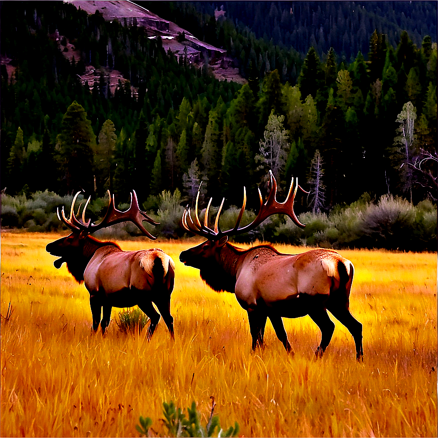 Colorado Elk Herds Png 06112024 PNG Image