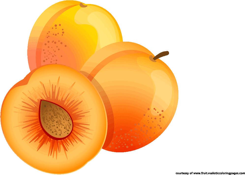 Colorful Apricots Illustration PNG Image