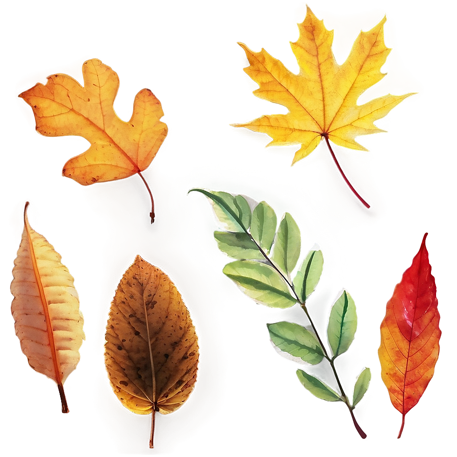 Colorful Autumn Leaves Png 99 PNG Image