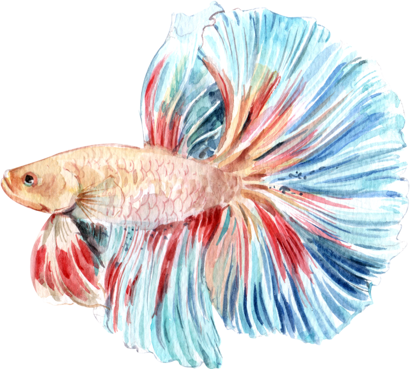 Colorful Betta Fish Illustration PNG Image