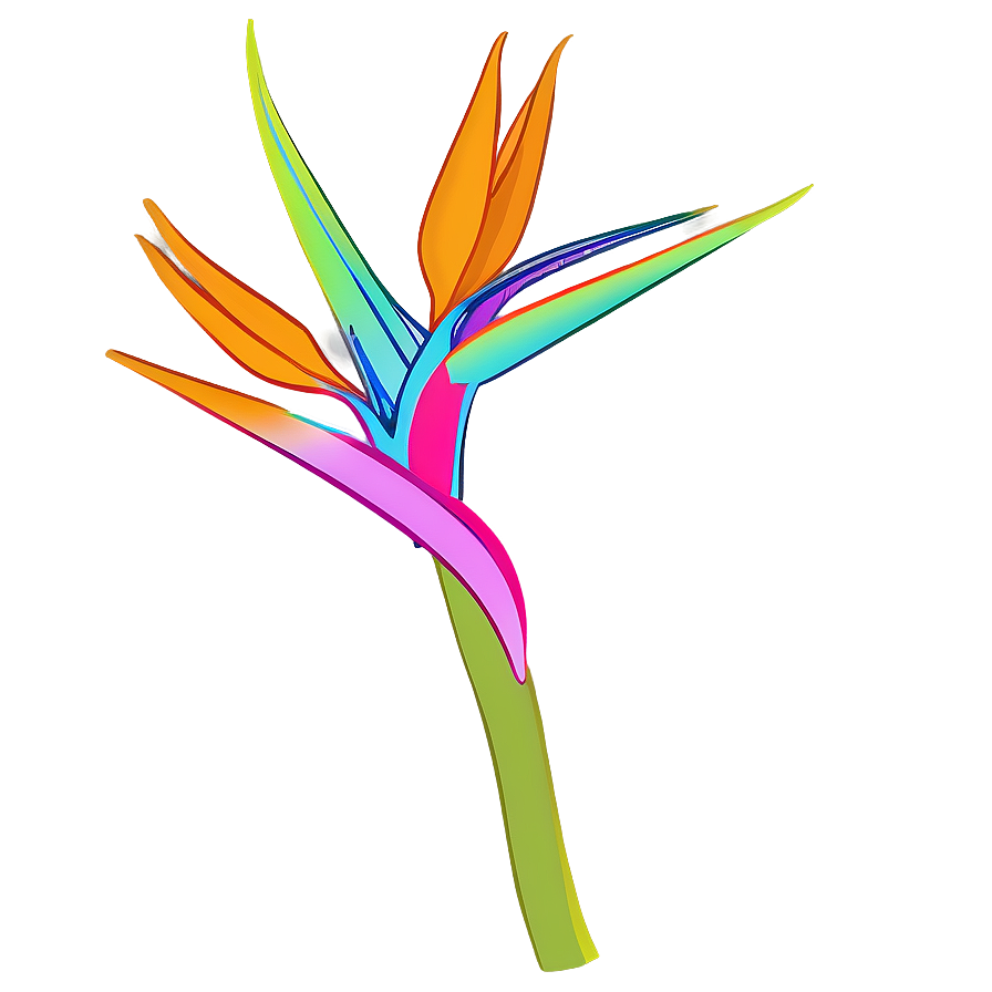 Colorful Bird Of Paradise Sketch Png 22 PNG Image