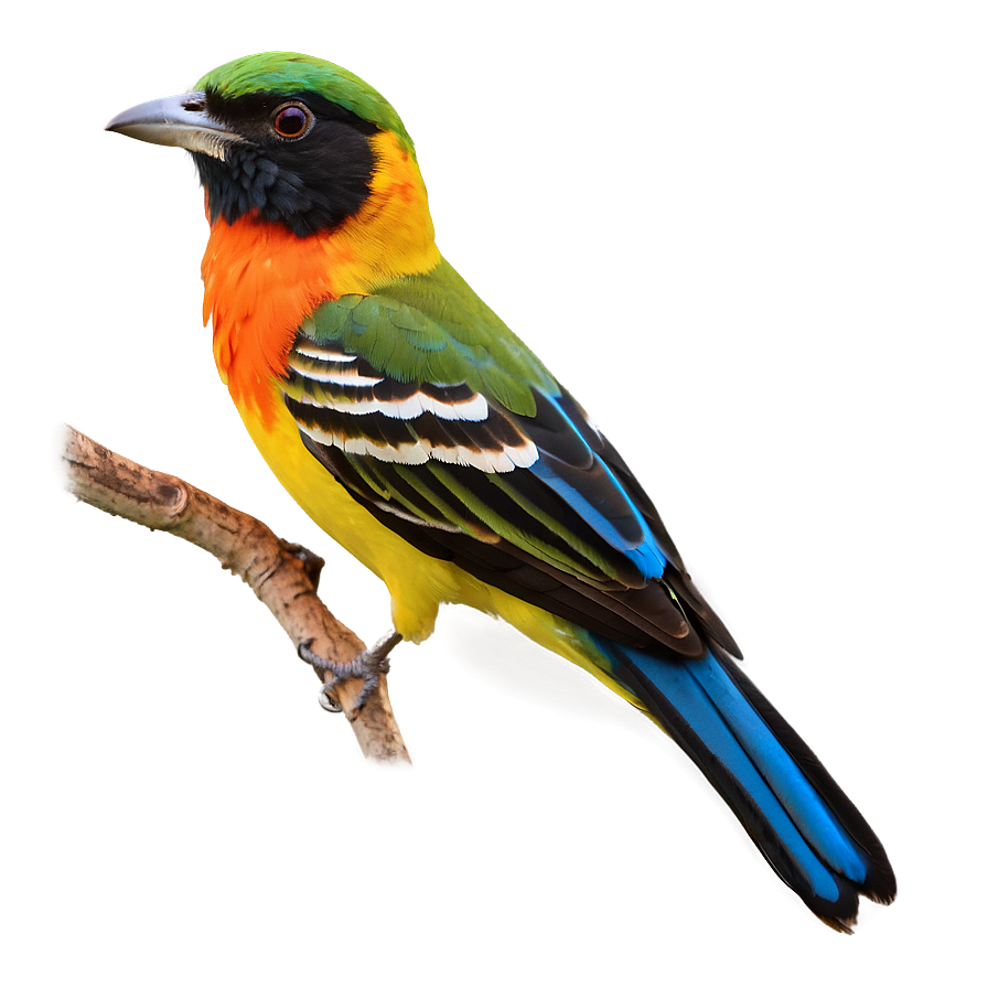 Colorful Bird Species Picture Png Xta PNG Image