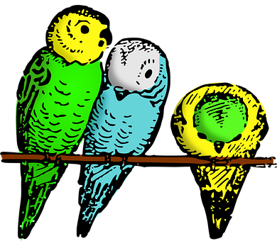 Colorful Budgerigars On Branch PNG Image