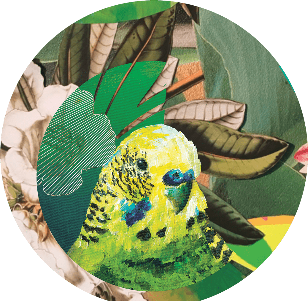 Colorful Budgie Artwork PNG Image