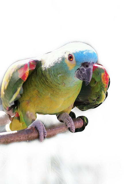 Colorful Budgieon Branch PNG Image