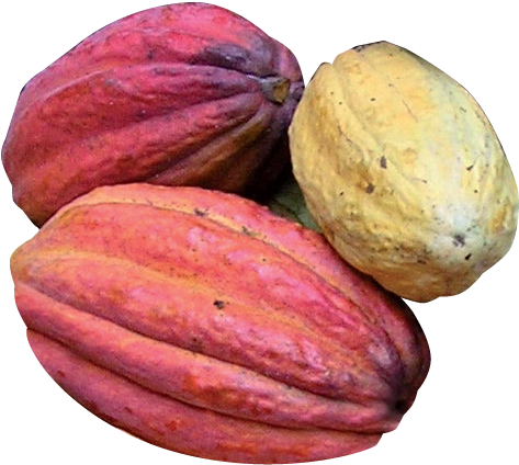 Colorful Cacao Pods Variety PNG Image