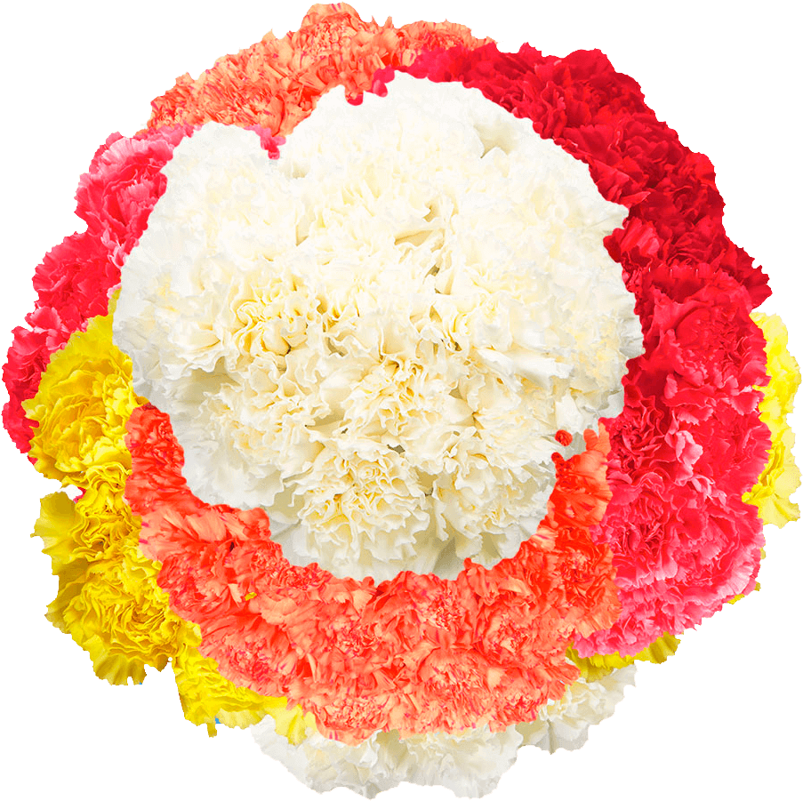 Colorful Carnation Flower Arrangement PNG Image