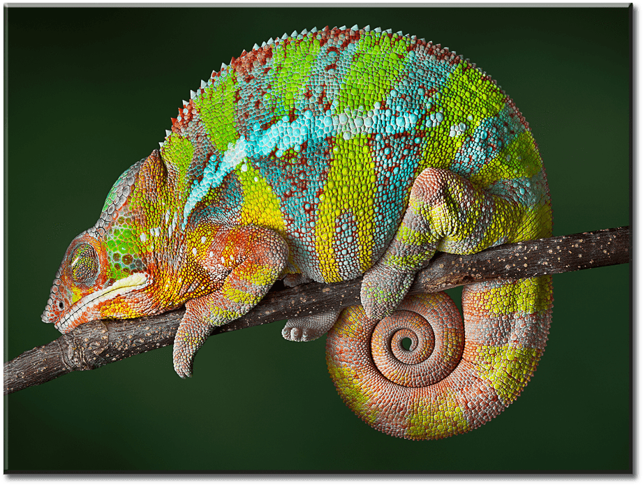 Colorful Chameleon On Branch.jpg PNG Image